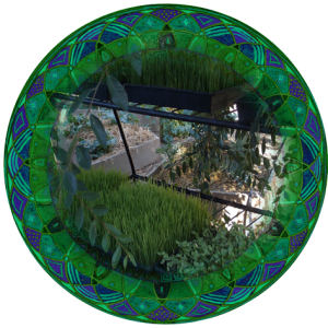 Wild Woman Healing homegrown wheatgrass and microgreens